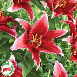 Red Flash Lily Thumbnail